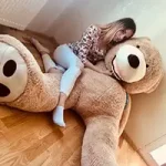 Avaleht - Teddyway